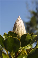 King Protea (Protea cynaroides)