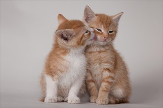 Red tabby kittens