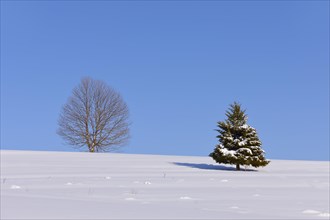 Beech (Fagus sp.) and Fir (Abies sp.) in winter
