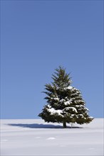 Fir (Abies sp.) in winter