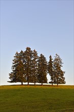 Group of Firs (Abies sp.)