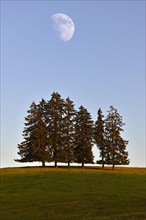 Group of Firs (Abies sp.) with the moon