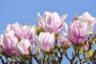 Tulip Magnolia (Magnolia x soulangeana) amabilis cultivar