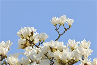 Flowers of the Yulan Magnolia (Magnolia denudata)