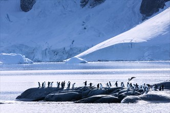 Gentoo Penguins (Pygoscelis papua) are attacked by a Skua (Stercorarius sp.)