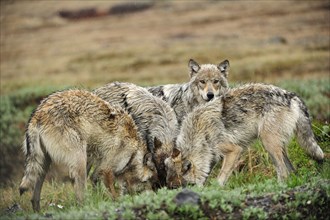 Pack of Wolves (Canis lupus) in the Arctic tundra