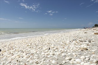Shells on the beach