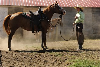 Bucking horse being held on the reins by a cowgirl in a paddock on the prairie