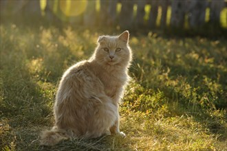 Red tabby cat with backlighting