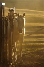 Horse against the light