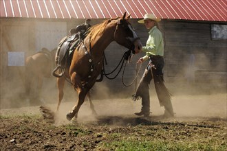 Bucking horse being held on the reins by a cowgirl in a paddock on the prairie
