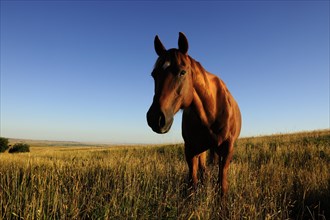 Horse standing in the morning sun in the grass on the prairie