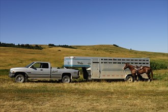 Horse standing tied to a horsebox transporter on the prairie