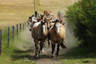Herd of horses galloping through the prairie