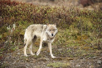 Wolf (Canis lupus) prowling in the rain through the Arctic tundra