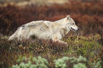 Wolf (Canis lupus) prowling the Arctic tundra