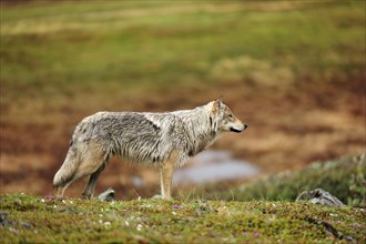 Wolf (Canis lupus) standing in the Arctic tundra
