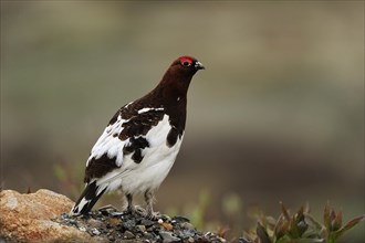 Willow Ptarmigan or Willow Grouse (Lagopus lagopus) standing in the Arctic tundra