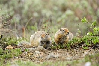 Arctic Ground Squirrels (Spermophilus parryii) foraging for food in the Arctic tundra