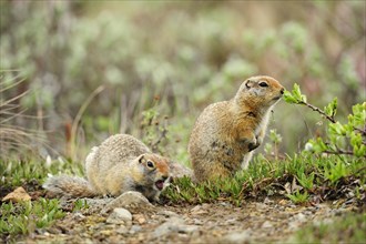 Arctic Ground Squirrels (Spermophilus parryii) foraging for food in the Arctic tundra