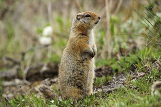 Arctic Ground Squirrel (Spermophilus parryii) foraging for food in the Arctic tundra