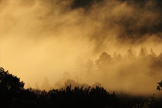Trees in the morning fog