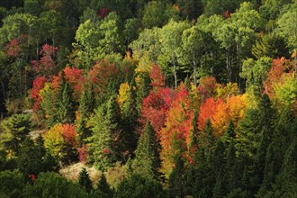 Deciduous forest in autumn colours