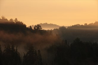 Sunrise over a forest