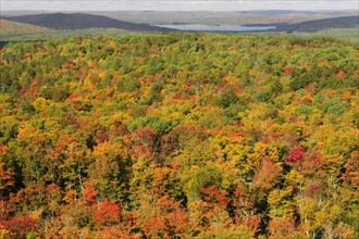 Deciduous forest in autumn colours