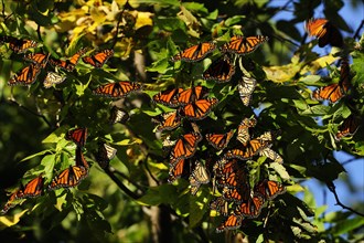 Monarch Butterflies (Danaus plexippus) resting during their migration from Canada to Mexico