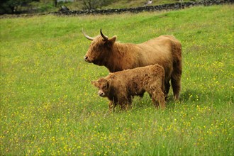 Scottish Highland Cattle (Bos primigenius taurus)