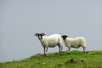 Two sheep in a pasture