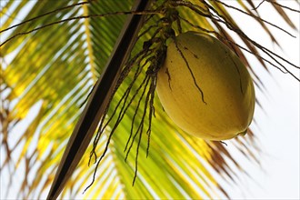 Coconut hanging from a Coconut Palm (Cocos nucifera)