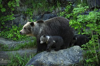 Brown Bear (Ursus arctos) with its cubs