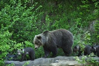 Brown Bear (Ursus arctos) exploring with its cubs