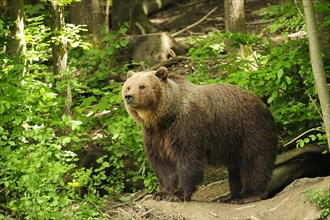 Brown Bear (Ursus arctos) standing in the woods in front of its den