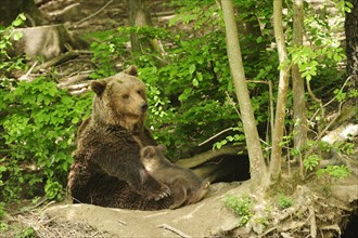 Brown Bear (Ursus arctos) sitting in front of its den in the forest and suckling her four-month-old bear cub