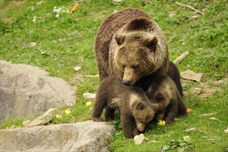 Brown Bear (Ursus arctos) looking at her two cubs