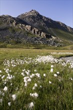 Cotton Grass (Eriophorum sp.) on the raised mire of Breites Wasser