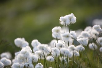 Cotton Grass (Eriophorum sp.)