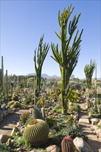 Cactus nursery
