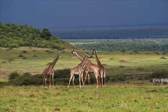 Herd of Giraffes (Giraffa camelopardalis) standing in front of an approaching storm