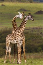 Two Giraffes (Giraffa camelopardalis)