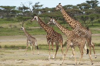 Herd of Giraffes (Giraffa camelopardalis) in front of an acacia tree forest
