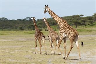 Herd of Giraffes (Giraffa camelopardalis) in front of an acacia tree forest