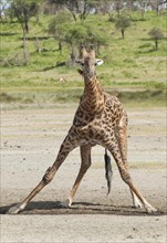 Giraffe (Giraffa camelopardalis) bending down awkwardly to drink