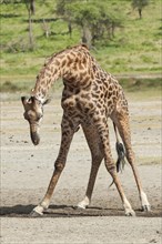 Giraffe (Giraffa camelopardalis) bending down awkwardly to drink