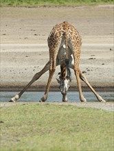 Giraffe (Giraffa camelopardalis) bending down while drinking