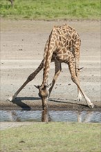 Giraffe (Giraffa camelopardalis) bending down while drinking