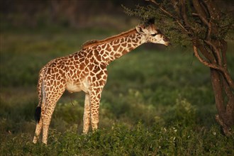 Newborn Giraffe (Giraffa camelopardalis) calf in the evening light